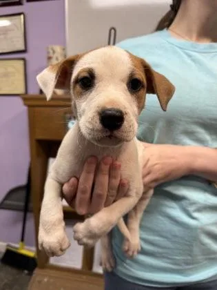A baby small-sized female Mixed Breed dog named Bo Peep for adoption in West Chester, PA