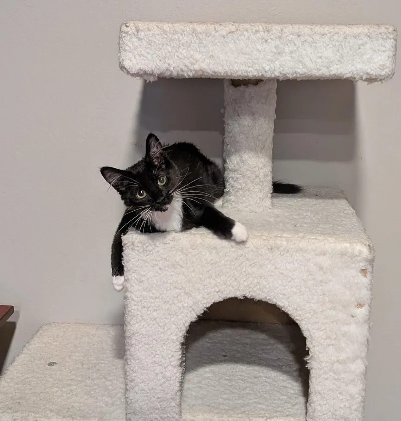 A young medium-sized female Black & White / Tuxedo Domestic Long Hair cat named Cece for adoption in Davis, CA