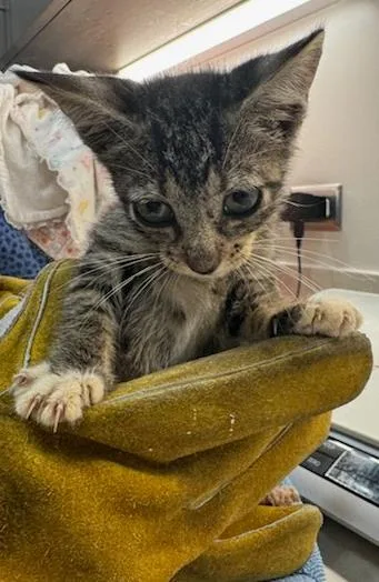 A baby small-sized female Domestic Short Hair cat named Lobster for adoption in Baytown, TX
