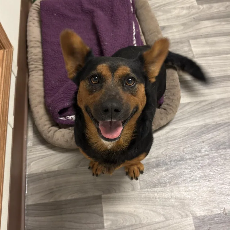 An adult medium-sized male Brown / Chocolate Corgi dog named Rosco for adoption in Graham, WA