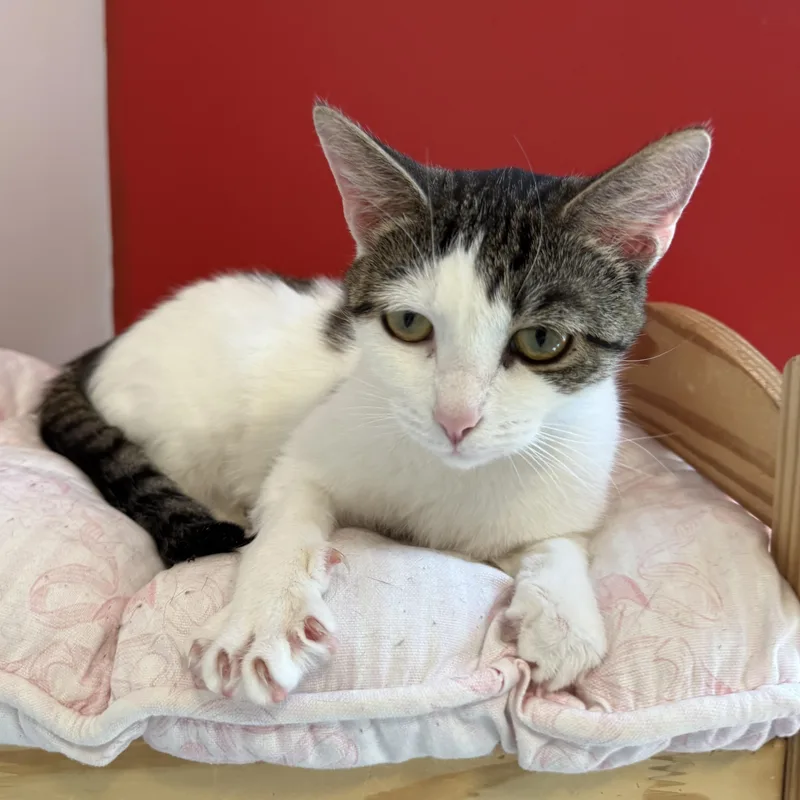 A young medium-sized female White Domestic Short Hair cat named Daphne for adoption in North Haven, CT