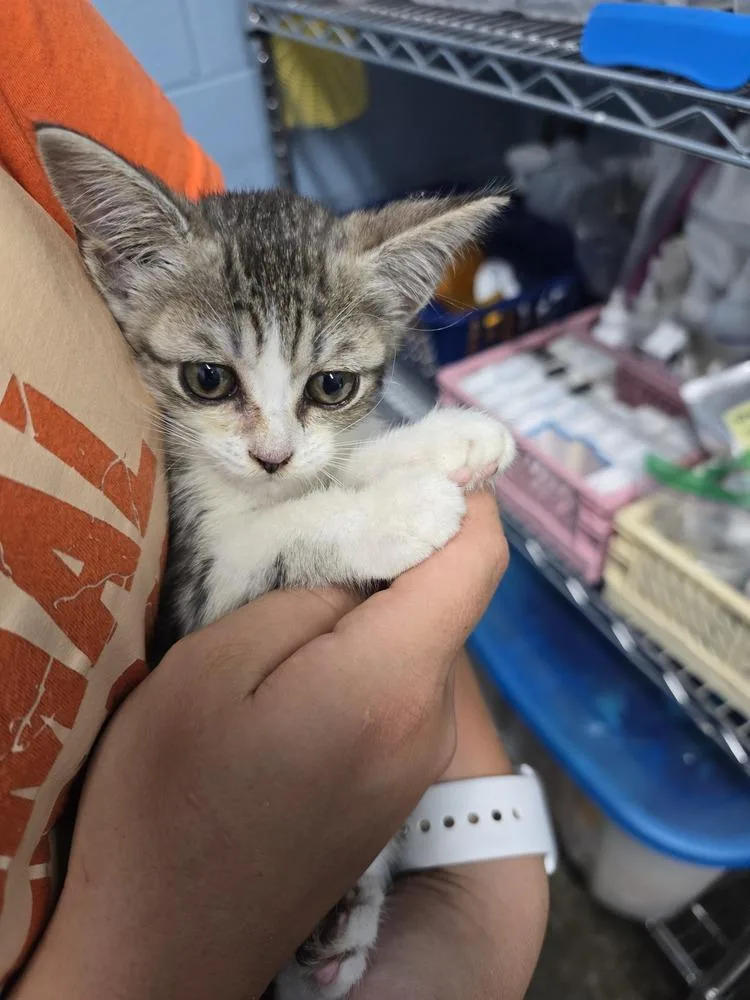 A baby small-sized female Domestic Short Hair cat named Orphan Annie for adoption in Evansville, IN