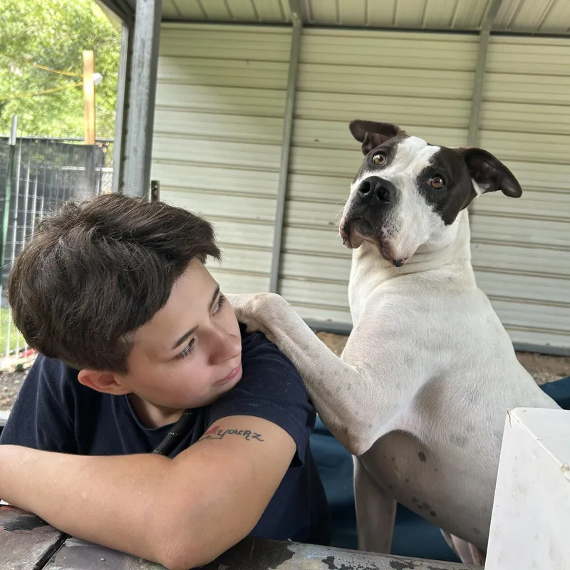 An adult large-sized male American Staffordshire Terrier dog named Lance for adoption in Magnolia, TX