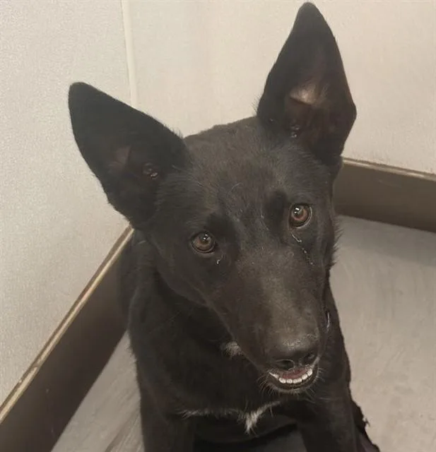 A young medium-sized female Australian Cattle Dog / Blue Heeler dog named Unique for adoption in Tucson, AZ