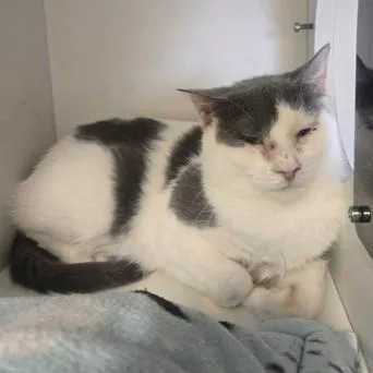 An adult medium-sized female Gray & White Domestic Short Hair cat named Dutchess for adoption in Phoenixville, PA