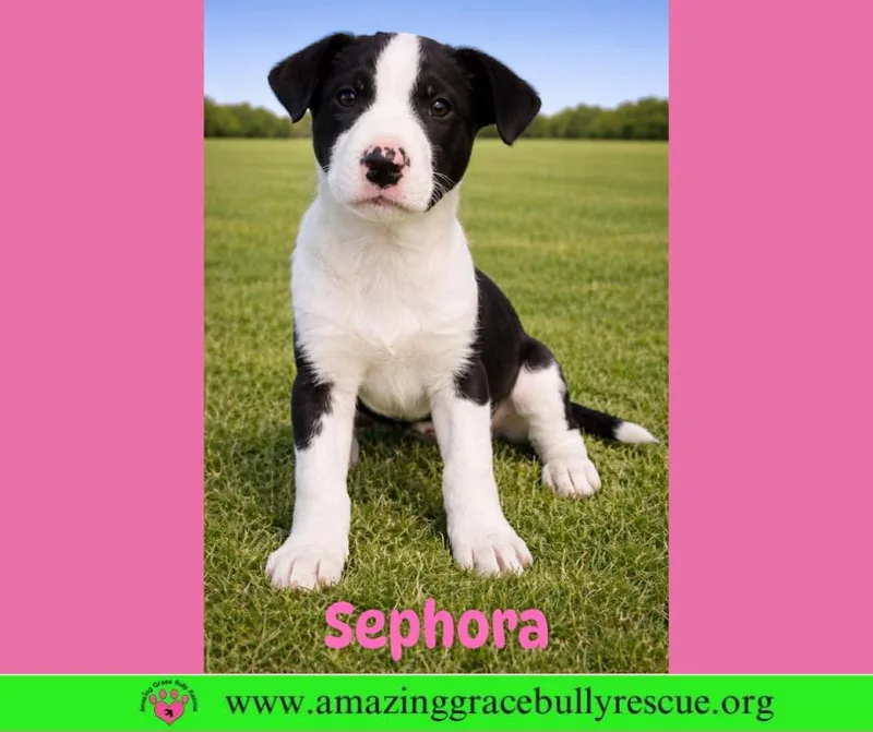 A baby medium-sized female Labrador Retriever dog named Sephora for adoption in Pensacola, FL