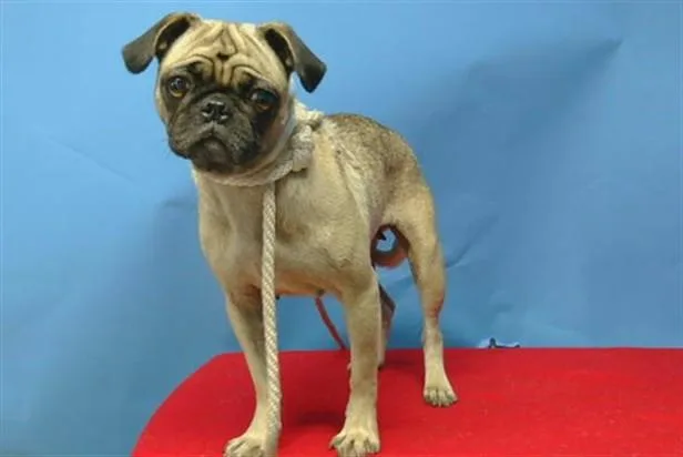An adult small-sized female Pug dog named Trixie for adoption in Gardena, CA