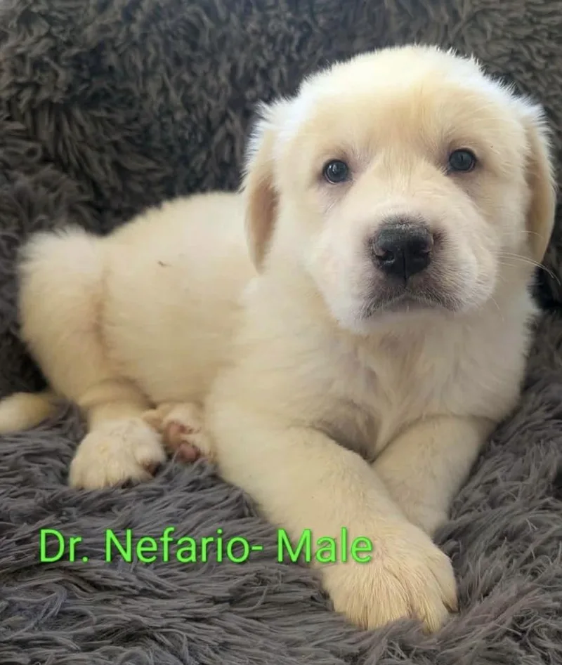 A baby large-sized male White / Cream Great Pyrenees dog named Nefario for adoption in Cheektowaga, NY