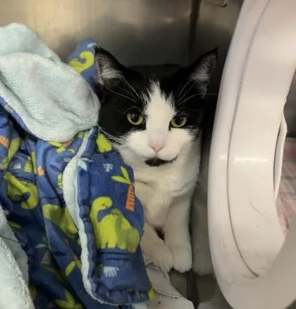 A baby small-sized female Domestic Short Hair cat named Beebs for adoption in Rhinelander, WI