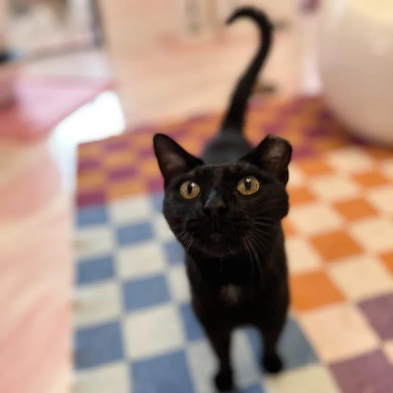 A young small-sized female Black Domestic Short Hair cat named Josie for adoption in Forest Park, IL