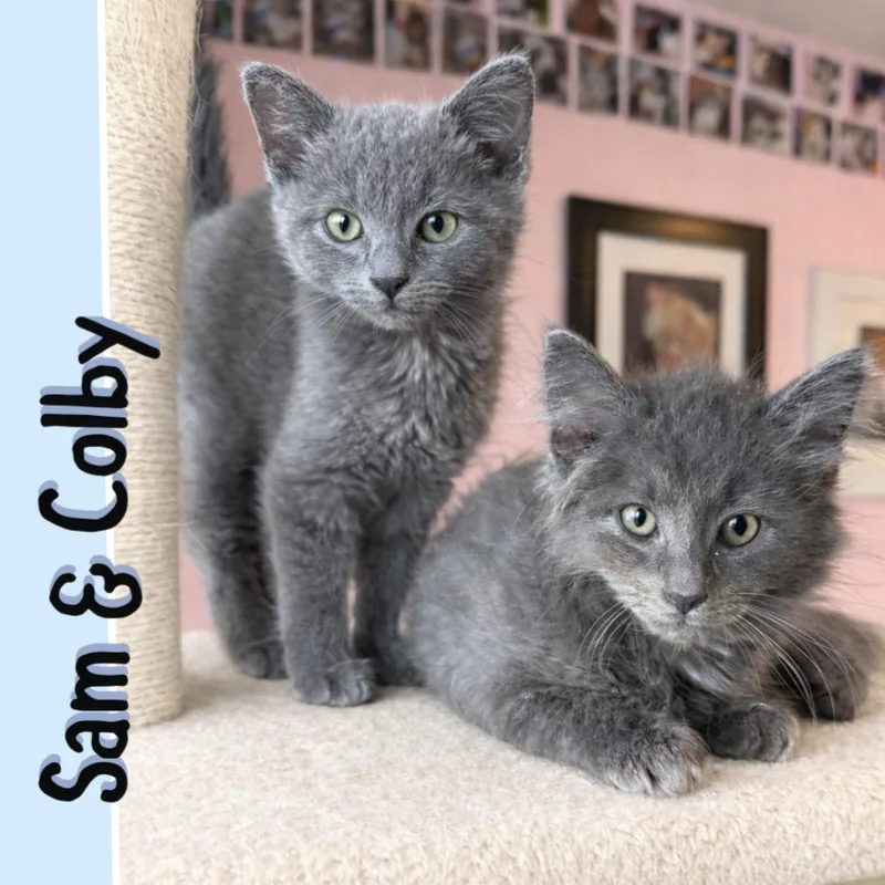 A baby medium-sized male Gray / Blue / Silver Domestic Long Hair cat named Sam & Colby for adoption in Lemoyne, PA