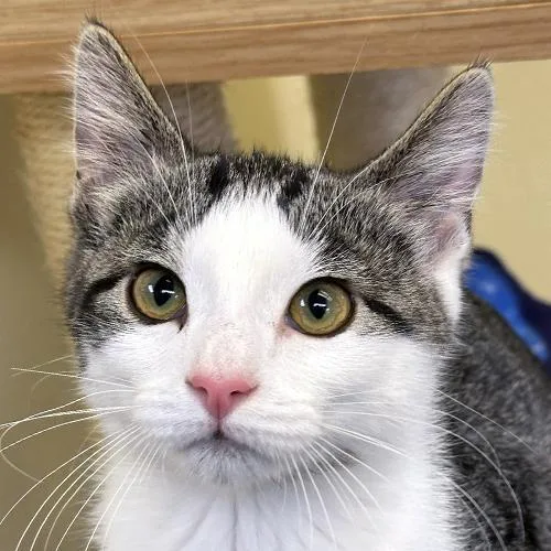 A baby medium-sized male Tabby (Brown / Chocolate) Domestic Short Hair cat named Lincoln for adoption in Crystal Lake, IL