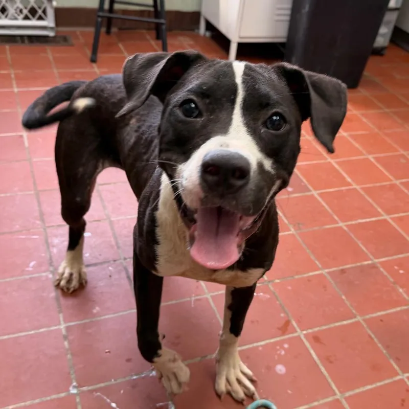 An adult medium-sized female Black Boxer dog named Macy for adoption in West Point, MS