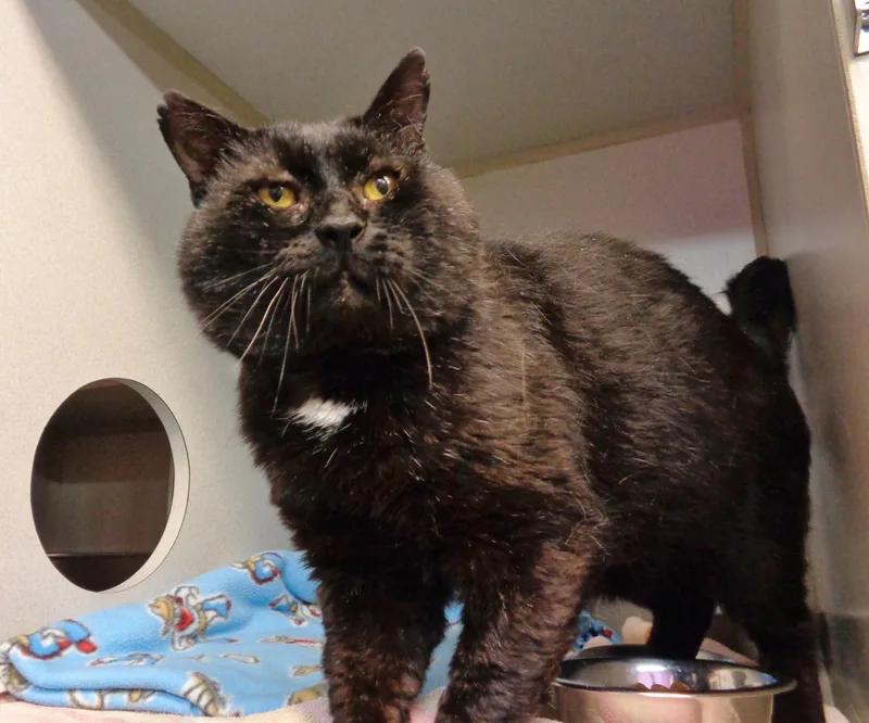 An adult large-sized male Black Domestic Short Hair cat named Skipit for adoption in Delhi, NY