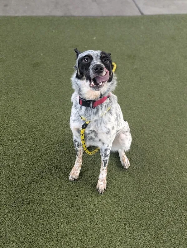 An adult large-sized male Australian Cattle Dog / Blue Heeler dog named Bernardo for adoption in Salt Lake City, UT