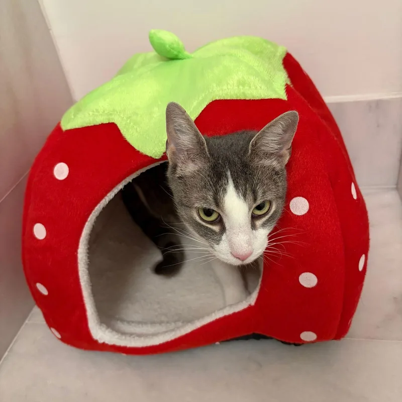 Interloper thumbnail 3