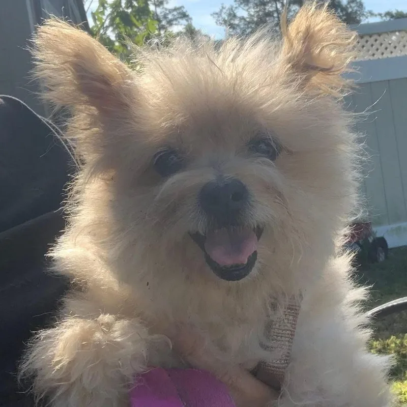 Princess Pearl Our Quiet thumbnail 3