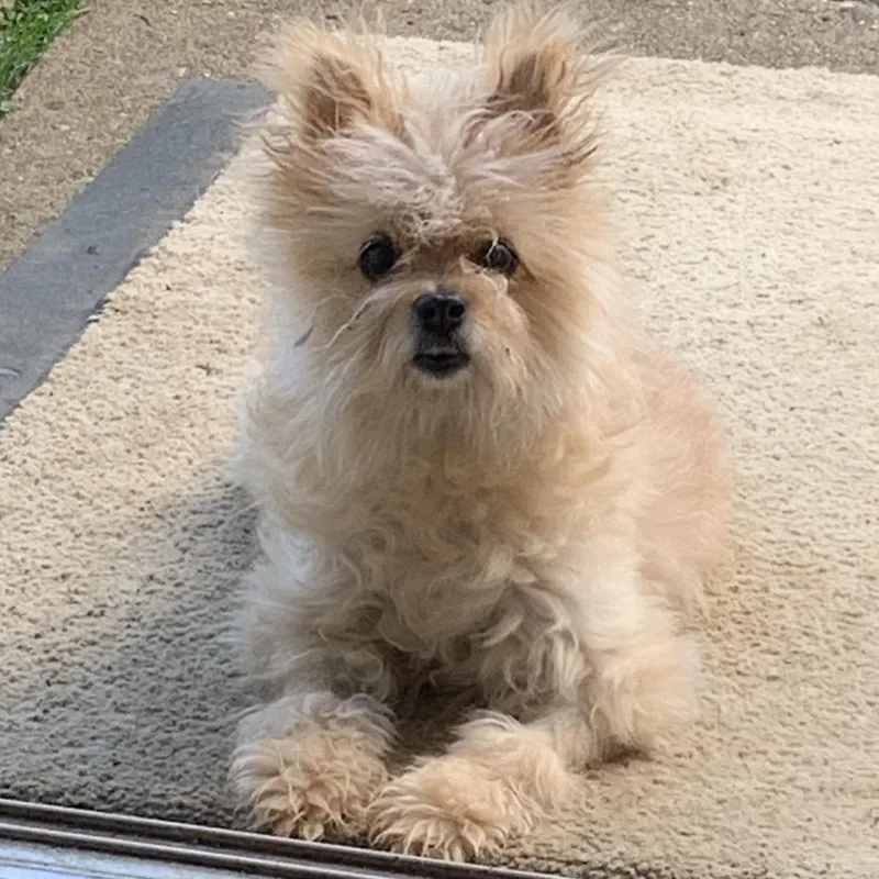 Princess Pearl Our Quiet