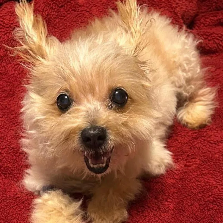 Princess Pearl Our Quiet thumbnail 5