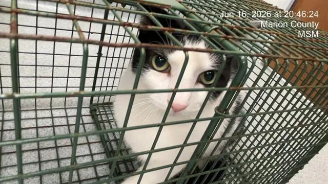 An adult small-sized male Domestic Short Hair cat named Kissy for adoption in Ocala, FL