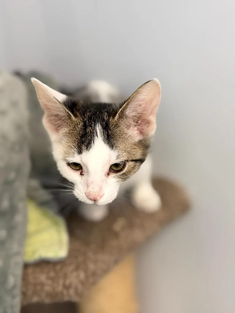 A baby small-sized male Domestic Short Hair cat named Zippy for adoption in Algona, IA