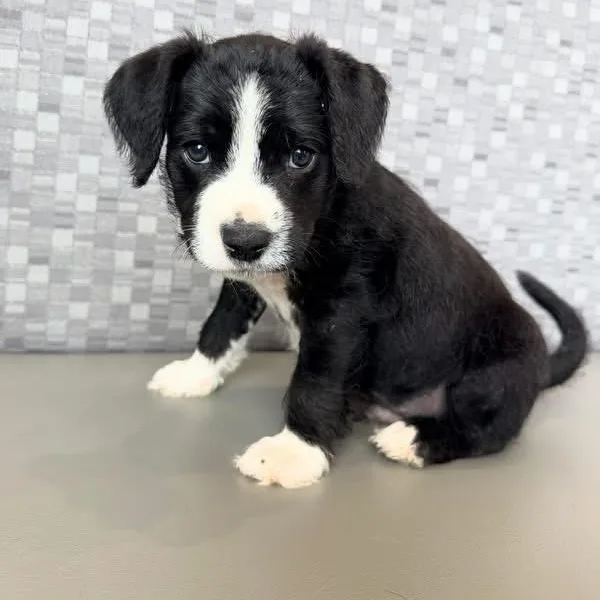A baby medium-sized male Mixed Breed dog named Pop for adoption in Henderson, NV