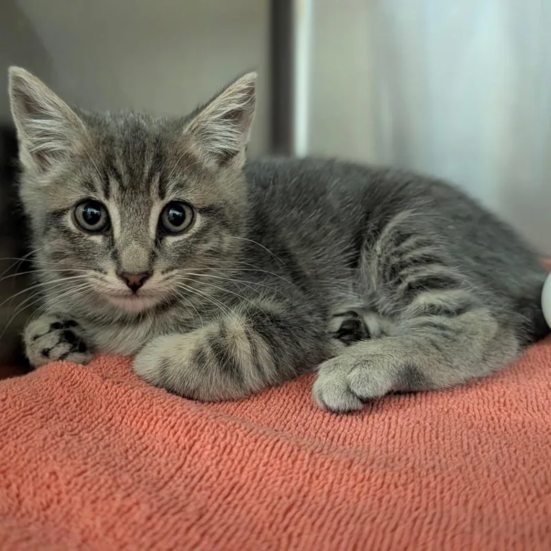 A baby small-sized female Gray / Blue / Silver Domestic Short Hair cat named Sophie for adoption in Reno, NV