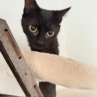 An adult small-sized female Black Domestic Short Hair cat named Leia for adoption in Potsdam, NY