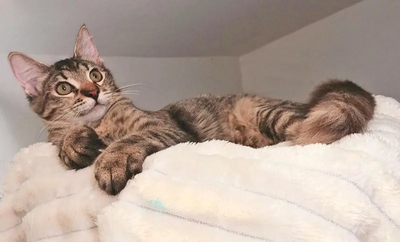 A baby small-sized female Brown / Chocolate Maine Coon cat named Reece Lily for adoption in Miami, AZ