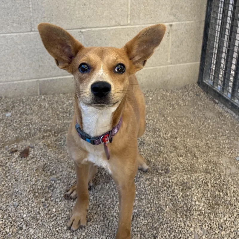 A baby small-sized female Carolina Dog named Mouse for adoption in Phoenix, AZ