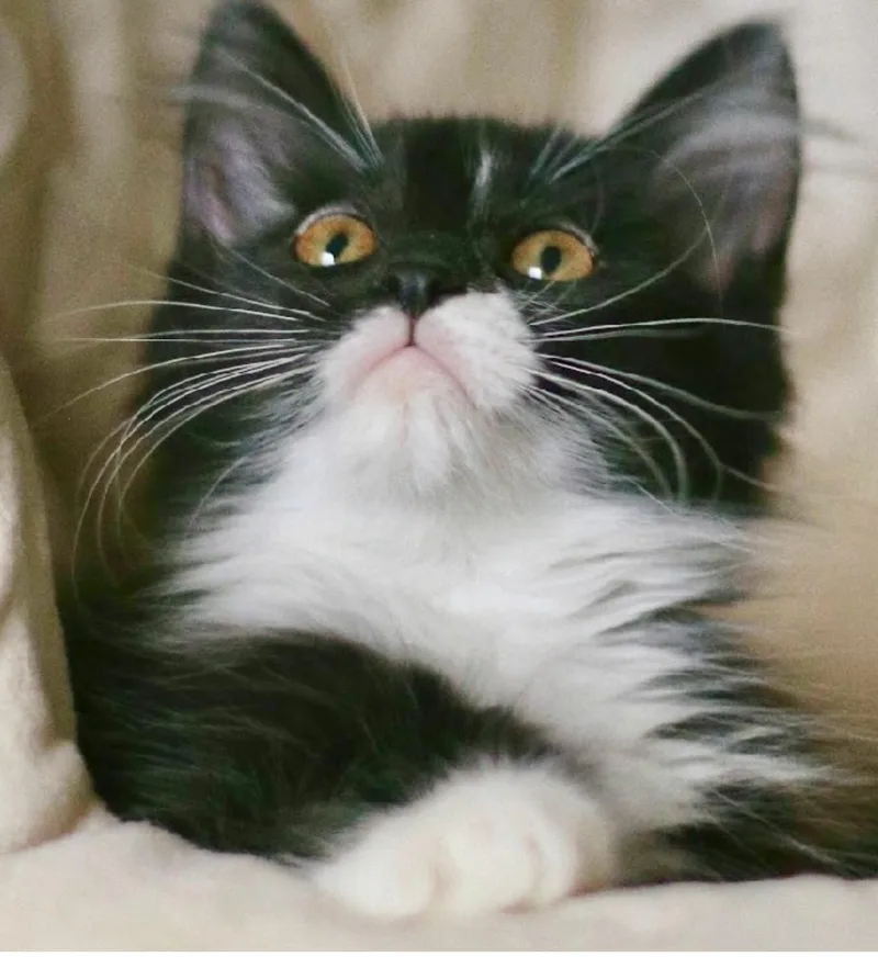 A baby small-sized female Black & White / Tuxedo Domestic Short Hair cat named Button for adoption in Queen Creek, AZ
