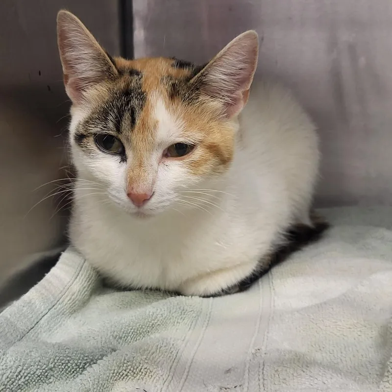 An adult medium-sized female Calico Domestic Short Hair cat named Copy for adoption in Martinsville, VA