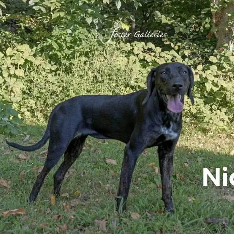 A young medium-sized female Plott Hound dog named Nicole for adoption in Spring Hill, TN