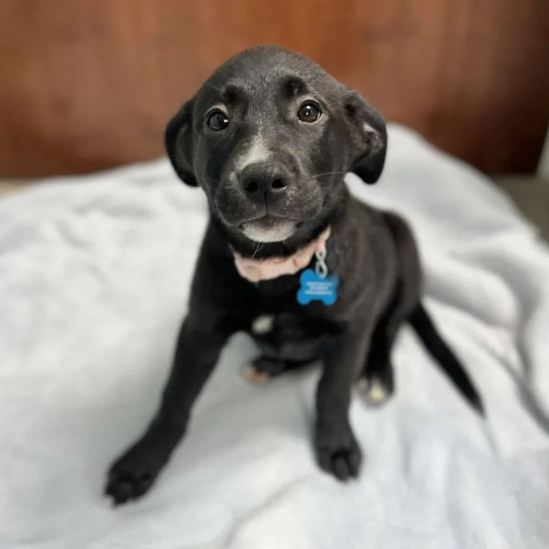 A baby small-sized female Mixed Breed dog named Zebra Cake for adoption in State College, PA