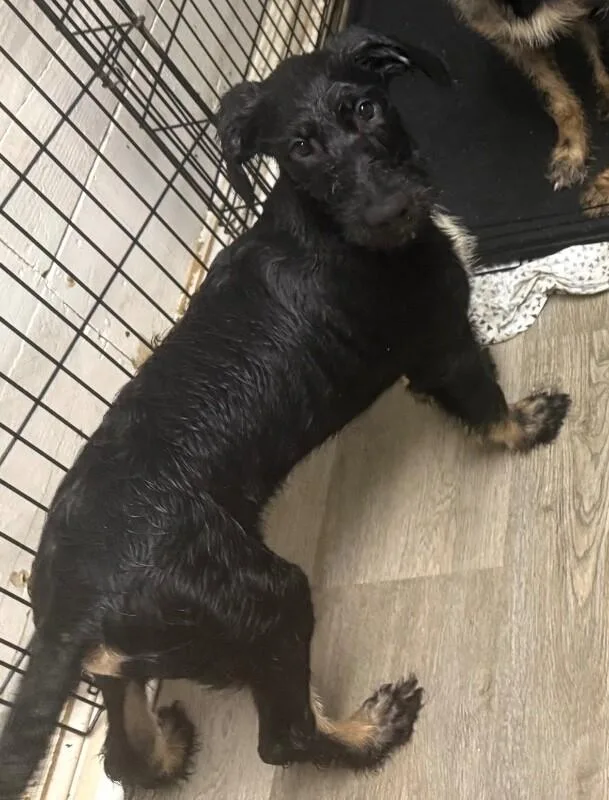 A baby large-sized male Black Terrier dog named Aragorn for adoption in Van Nuys, CA