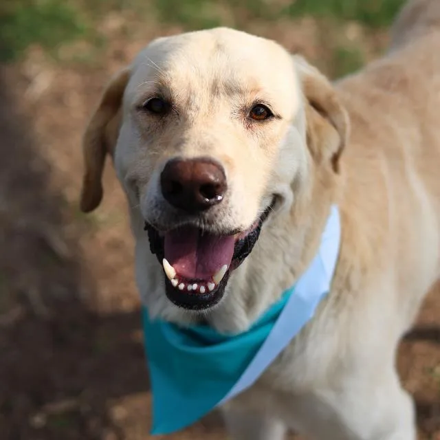 An adult large-sized male Labrador Retriever dog named Mox for adoption in San Antonio, TX