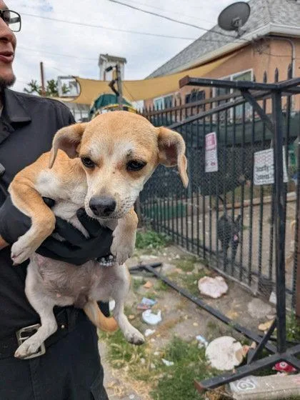 A young medium-sized female Chihuahua dog named Canary for adoption in Oakland, CA