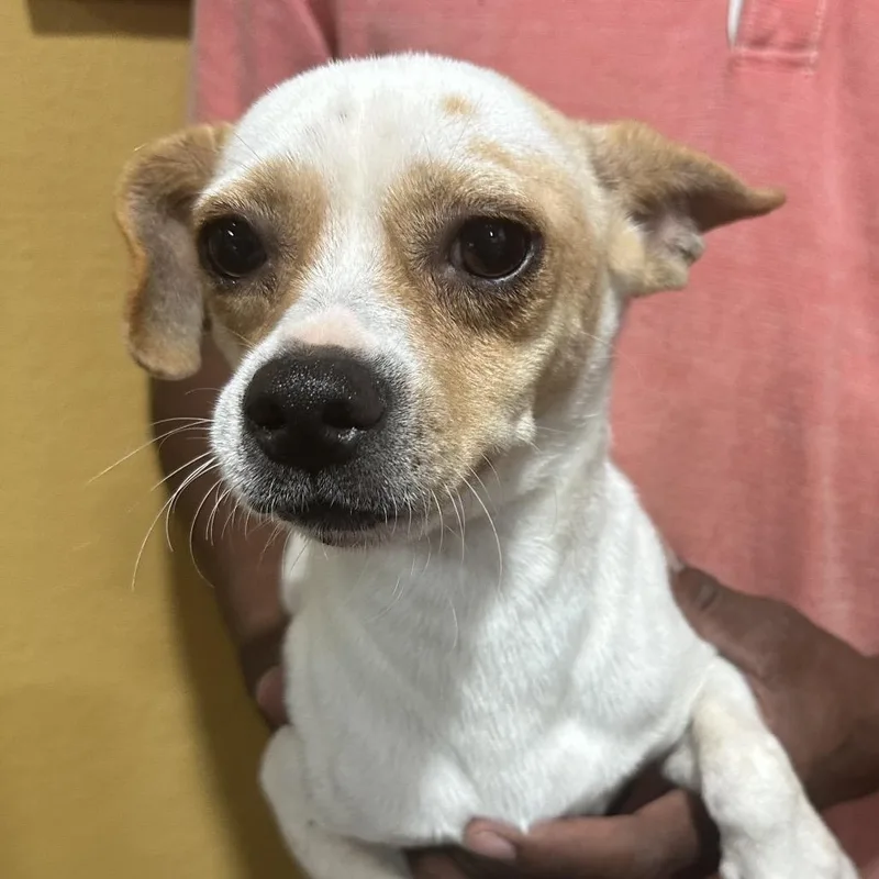 A baby medium-sized male Rat Terrier dog named Sammy Local November for adoption in Brookshire, TX