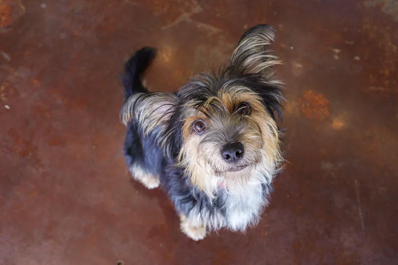 A young small-sized female Yorkshire Terrier dog named Trix for adoption in San Antonio, TX