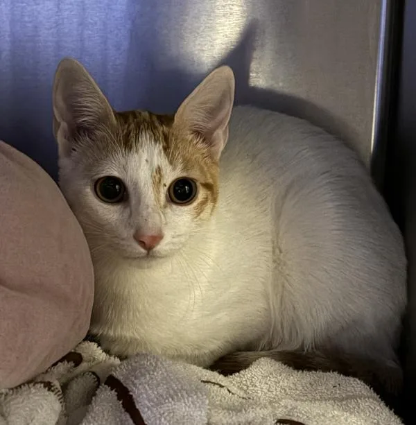 A young small-sized female Domestic Short Hair cat named Quincy for adoption in Escondido, CA