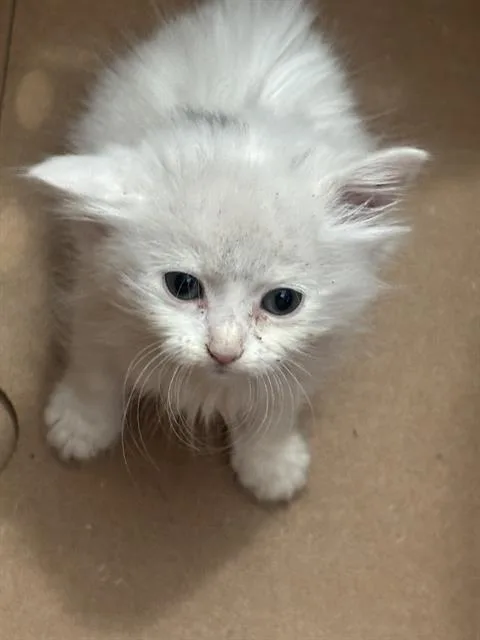 A baby medium-sized female Domestic Short Hair cat named Buddy for adoption in Dallas, TX
