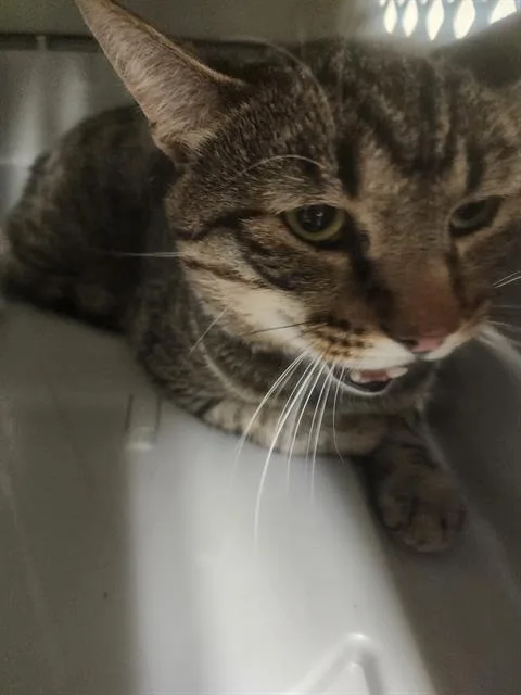 An adult small-sized male Domestic Short Hair cat named Atticus Finch for adoption in Bakersfield, CA