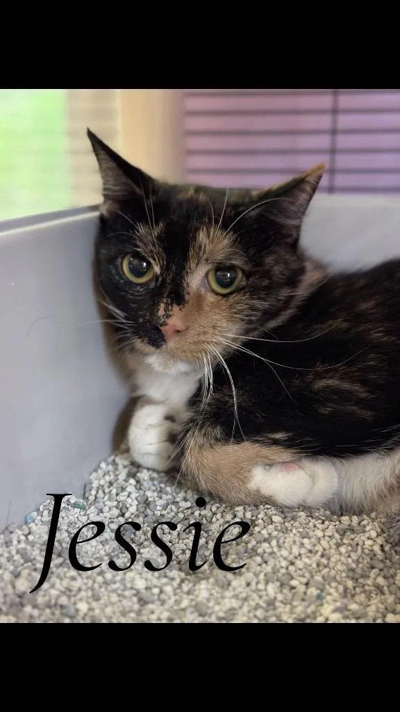 A young medium-sized female Domestic Short Hair cat named Jessie for adoption in Cambridge, MD