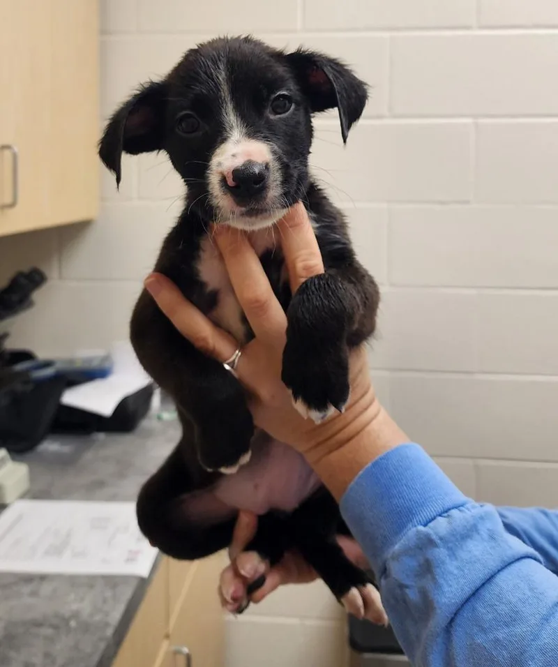 A young medium-sized female Border Collie dog named Iris for adoption in Greeneville, TN