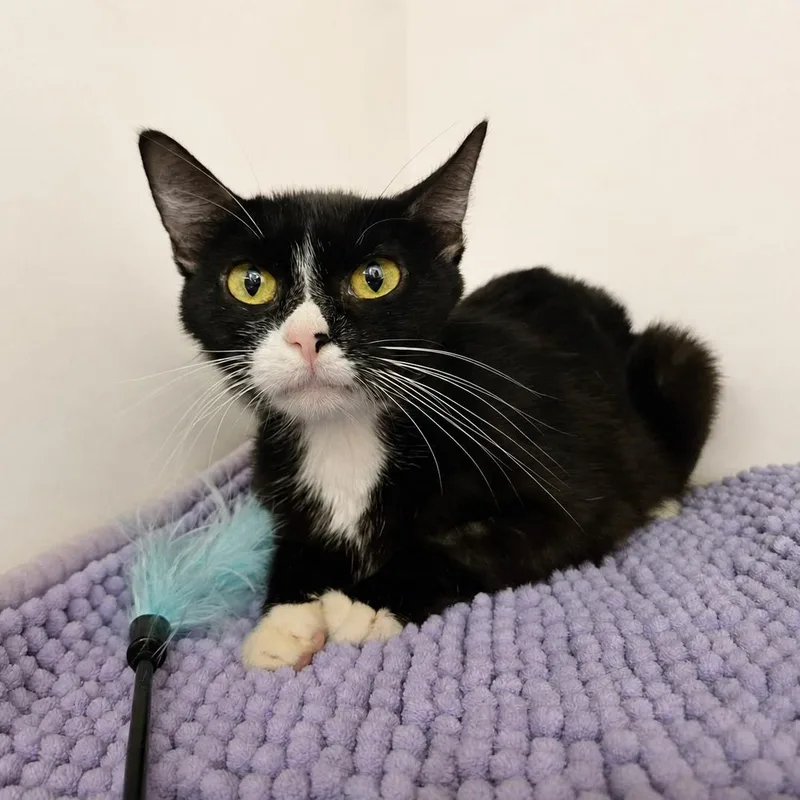 An adult medium-sized female Black & White / Tuxedo Domestic Short Hair cat named Tulip for adoption in Greensburg, PA