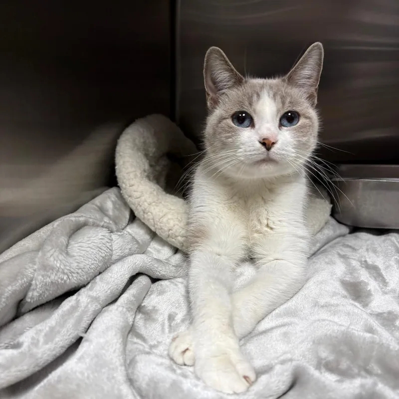 An adult medium-sized female Domestic Short Hair cat named Ellie for adoption in Windsor, VA