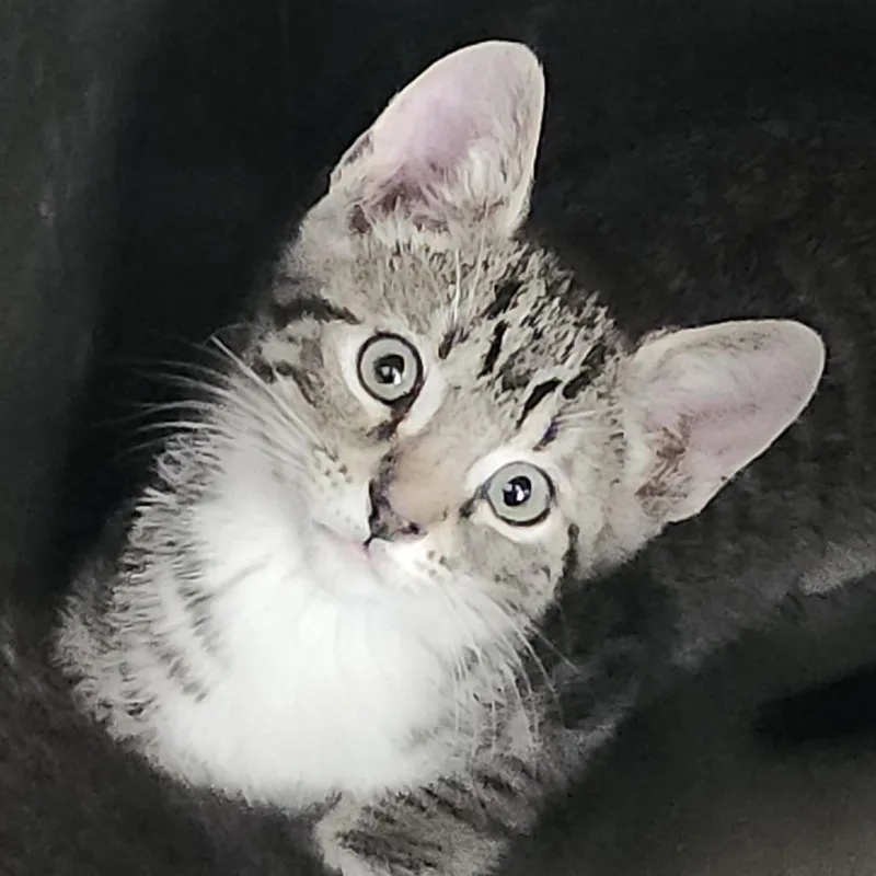 A baby small-sized male Brown / Chocolate Domestic Short Hair cat named Olaf for adoption in Columbia Station, OH