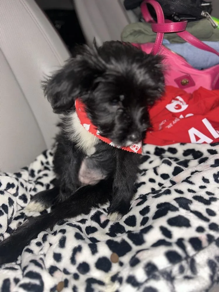 A baby small-sized female Schnauzer dog named Matilda for adoption in ventura, CA