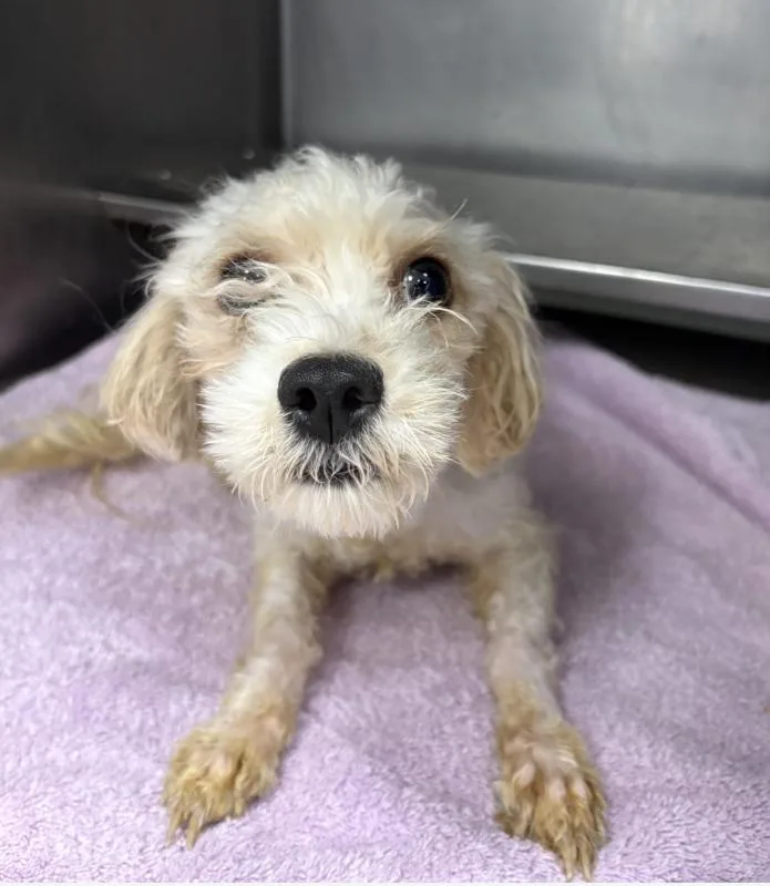 A young small-sized female White / Cream Poodle (Toy) dog named Nola for adoption in Chicago, IL