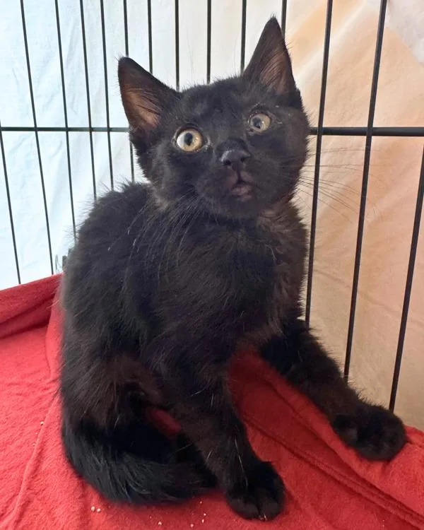 A baby small-sized female Domestic Short Hair cat named Raya for adoption in Novato, CA